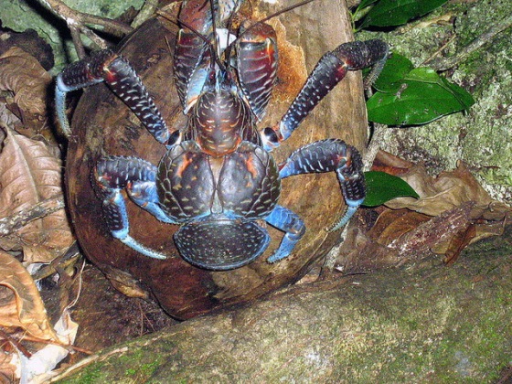 Birgus-latro-coconut-crab