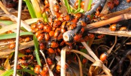 Beneficial Insects rather than Pesticides Keep Schools Safer